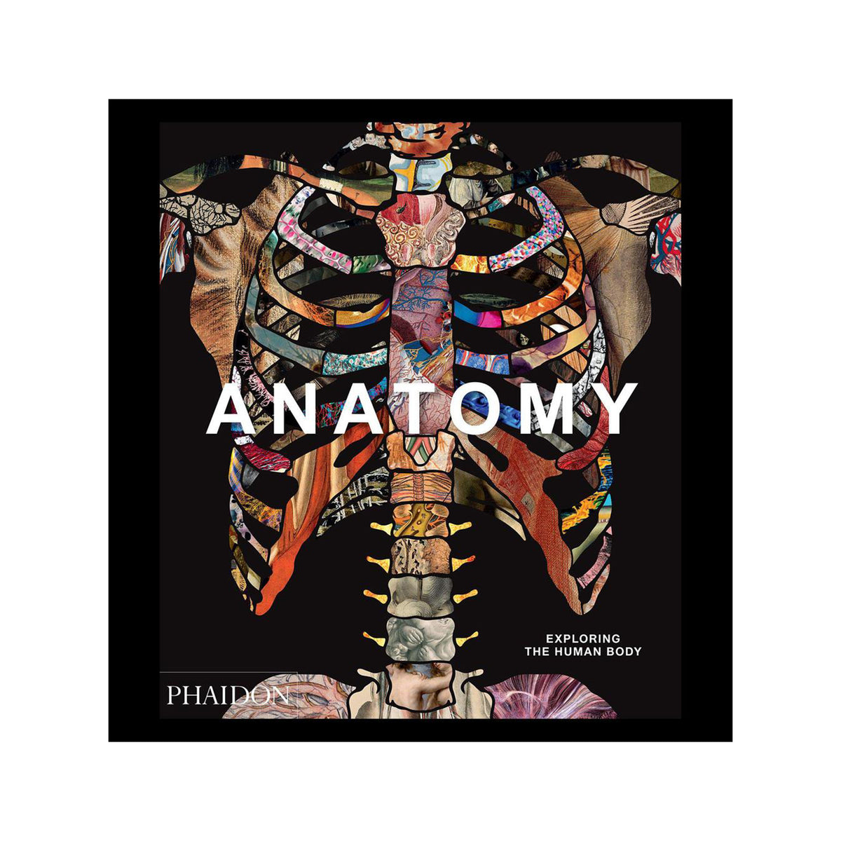 Anatomy Exploring the Human Body Princeton University Art Museum Store